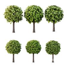 Attēlu rezultāti vaicājumam “Catalpa ovata”