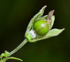 Attēlu rezultāti vaicājumam “Silene tatarica bud”