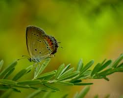 Attēlu rezultāti vaicājumam “Everes argiades underside”