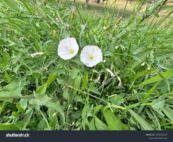 Attēlu rezultāti vaicājumam “Convolvulus arvensis flower”