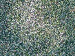 Attēlu rezultāti vaicājumam “Poa remota leaf”