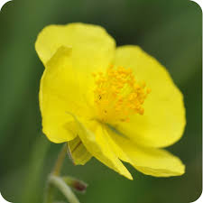 Attēlu rezultāti vaicājumam “Helianthemum nummularium fruit”