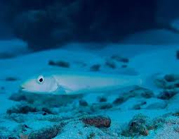 Image result for Malacanthus plumieri