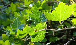 Attēlu rezultāti vaicājumam “Ribes rubrum leaf”