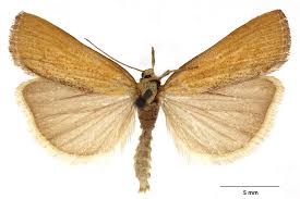 Attēlu rezultāti vaicājumam “Pediasia fascelinella”