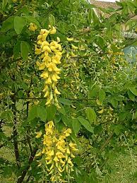 Attēlu rezultāti vaicājumam “Laburnum”