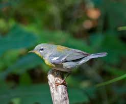 Image result for Parula americana