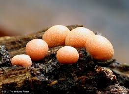 Attēlu rezultāti vaicājumam “Lycogala cf. fossiculatum macro”