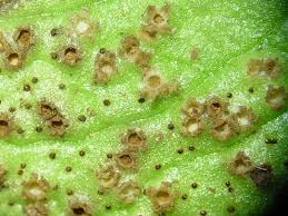 Attēlu rezultāti vaicājumam “Tranzschelia pruni-spinosae spores”