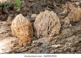 Attēlu rezultāti vaicājumam “Ramaria flava”