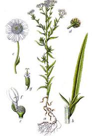 Attēlu rezultāti vaicājumam “Achillea ptarmica leaf”