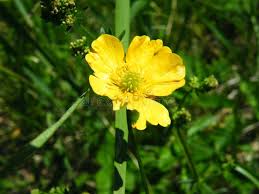 Attēlu rezultāti vaicājumam “Ranunculus bulbosus flower”