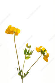 Attēlu rezultāti vaicājumam “Lotus corniculatus flower”