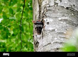 Attēlu rezultāti vaicājumam “Dryocopus martius nest”
