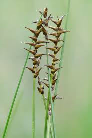 Attēlu rezultāti vaicājumam “Carex davalliana”