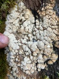 Attēlu rezultāti vaicājumam “Craterium aureonucleatum young”