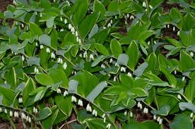 Attēlu rezultāti vaicājumam “Polygonatum odoratum leaf”