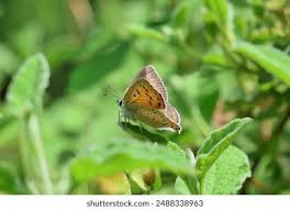 Attēlu rezultāti vaicājumam “Lycaena alciphron underside”