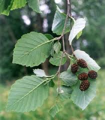 Attēlu rezultāti vaicājumam “Alnus incana leaf”