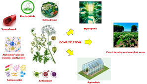 Attēlu rezultāti vaicājumam “Heracleum sosnowskyi fruit”