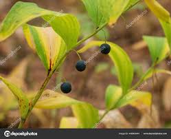 Attēlu rezultāti vaicājumam “Polygonatum odoratum fruit”