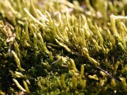 Attēlu rezultāti vaicājumam “Brachythecium salebrosum sporophyte”
