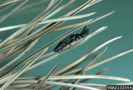 Attēlu rezultāti vaicājumam “Neodiprion sertifer larva”