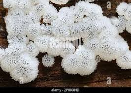 Attēlu rezultāti vaicājumam “Ceratiomyxa porioides plasmodium”