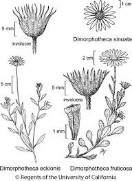 Image result for Dimorphotheca sinuata