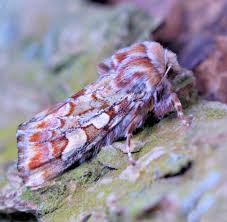 Attēlu rezultāti vaicājumam “Eupithecia icterata female”