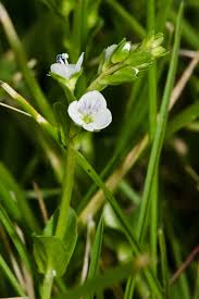 Attēlu rezultāti vaicājumam “Veronica serpyllifolia flower”