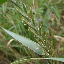 Attēlu rezultāti vaicājumam “Elytrigia repens subsp. arenosa”