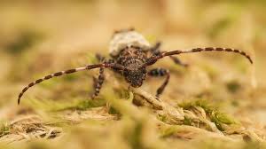 Attēlu rezultāti vaicājumam “Pogonocherus hispidulus”