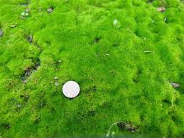 Attēlu rezultāti vaicājumam “Bryum caespiticium sporophyte”