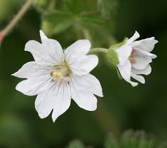 Attēlu rezultāti vaicājumam “Geranium pyrenaicum flower”