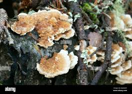 Attēlu rezultāti vaicājumam “Trametes ochracea”