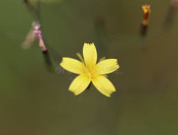 Attēlu rezultāti vaicājumam “Mycelis muralis”