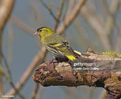 Attēlu rezultāti vaicājumam “Carduelis spinus”