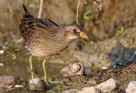 Image result for Numenius minutus