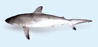 Image result for Carcharhinus brevipinna