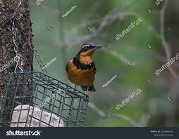 Image result for Ixoreus naevius