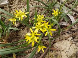 Attēlu rezultāti vaicājumam “Gagea pratensis flower”