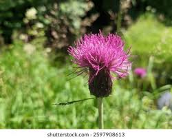 Attēlu rezultāti vaicājumam “Cirsium heterophyllum”