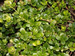 Attēlu rezultāti vaicājumam “Vaccinium vitis-idaea leaf”