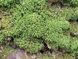 Attēlu rezultāti vaicājumam “Dicranum montanum var. truncicolum”