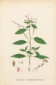 Attēlu rezultāti vaicājumam “Epilobium roseum”