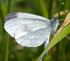 Attēlu rezultāti vaicājumam “Leptidea sinapis”