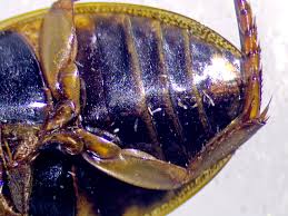 Attēlu rezultāti vaicājumam “Rhantus frontalis”