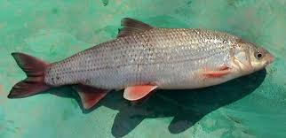 Image result for Chondrostoma nasus