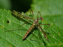 Attēlu rezultāti vaicājumam “Epiphragma ocellare”